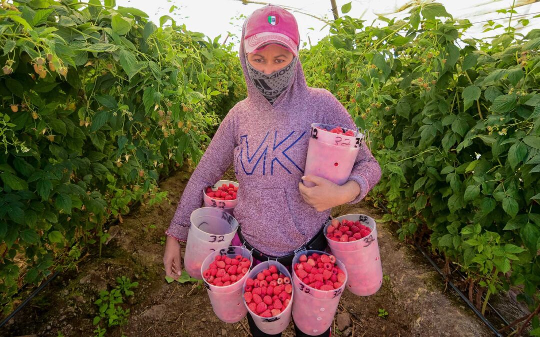Arranca convocatoria para canalizar crédito a pequeños productores de berries en Jalisco