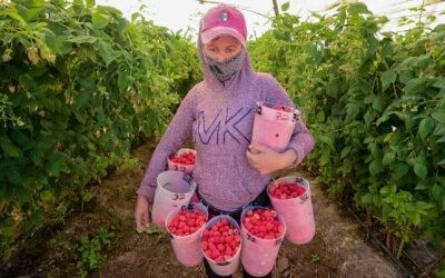 Arranca convocatoria para canalizar crédito a pequeños productores de berries en Jalisco