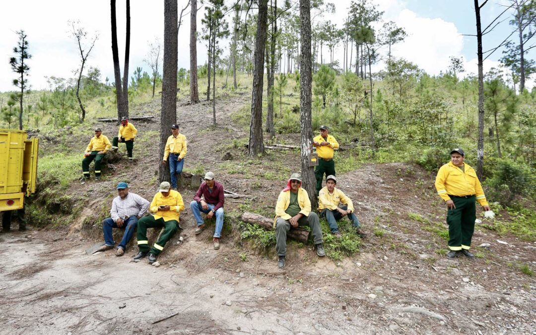 Reforestan el Bosque de Arce con más de 430 árboles nativos