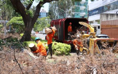 En acciones preventivas, retira Guadalajara más de mil 500 árboles que representaban un riesgo