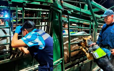 Declaran a Jalisco libre de Gusano Barrenador del Ganado (GBG)