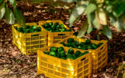 Declaran a tres municipios, y un área agroecológica en Jalisco, como espacios libres de barrenadores del aguacate