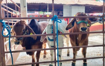 Abre SADER Jalisco ventanillas para adquisición de sementales y renovación de credencial agroalimentaria en la Expo Ganadera