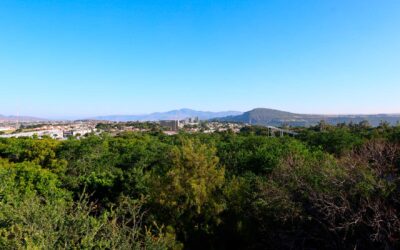 Libera AMBU de muérdago al Parque Natural Huentitán