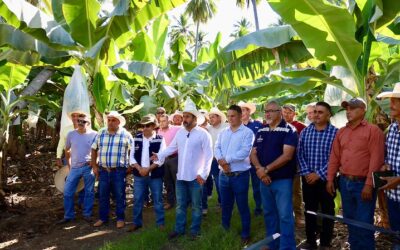 Apoya SADER Jalisco a 650 productores de coco y plátano con estrategia sanitaria integral