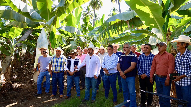 Apoya SADER Jalisco a 650 productores de coco y plátano con estrategia sanitaria integral