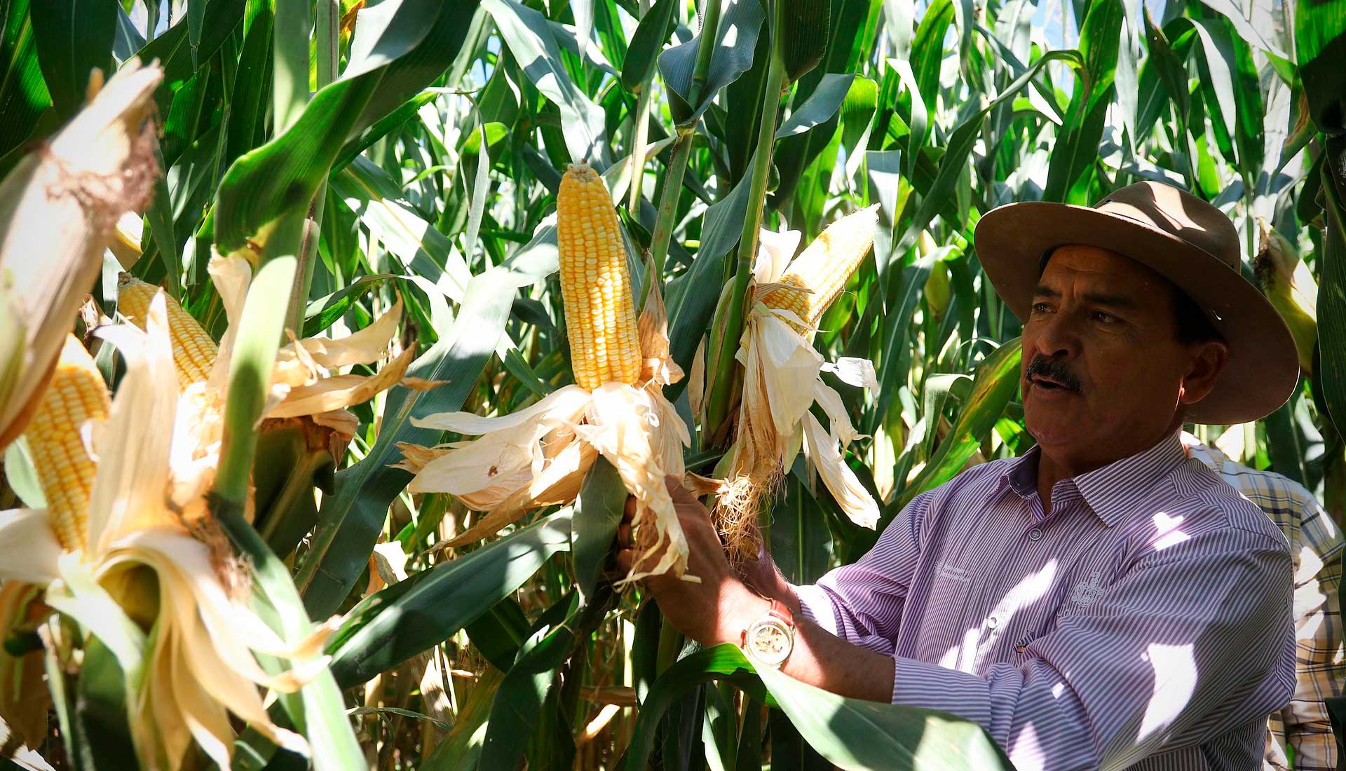 Habilita SADER Jalisco prerregistro para apoyo a productores de maíz blanco