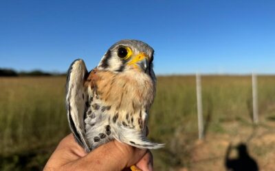 Más de 2 mil ejemplares rescatados confirman a Tlajo como referente ambiental
