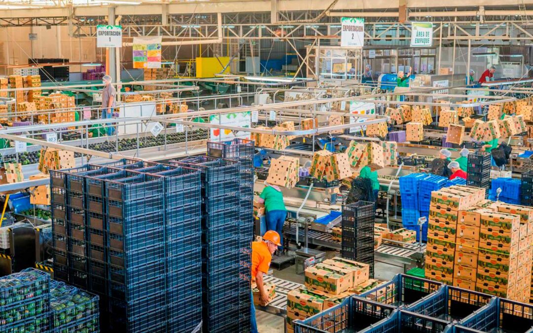 Enviará Jalisco 4 mil 390 toneladas de aguacate a Estados Unidos en 2026