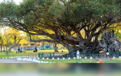 Alista Jalisco fiesta para la niñez con el ‘Territorio de Aventuras’ en el Parque Metropolitano
