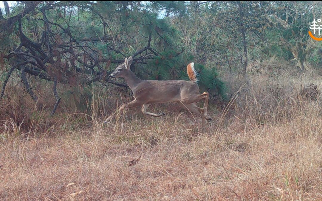 Destaca monitoreo de fauna en Bosque La Primavera importancia de fortalecer acciones para la conservación de su riqueza biológica