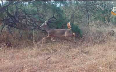 Destaca monitoreo de fauna en Bosque La Primavera importancia de fortalecer acciones para la conservación de su riqueza biológica