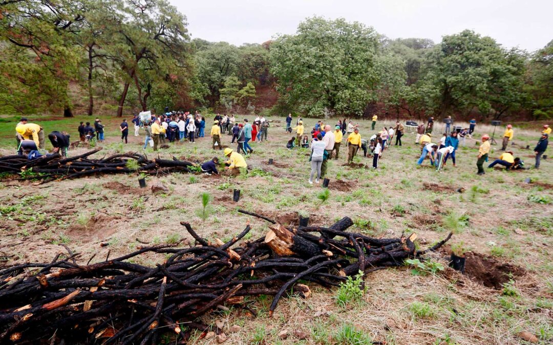Recibe Bosque La Primavera más de 30 solicitudes para participar en Jornadas de Reforestación 2026
