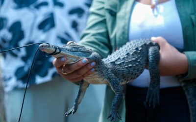 Realizará SEMADET Festival de los Cocodrilos para promover su conservación y coexistencia responsable