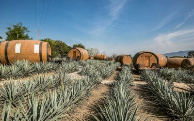 Ingresa Jalisco al WTTC, organismo que reúne a los líderes del turismo mundial